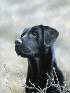 Animal Screensavers 0067